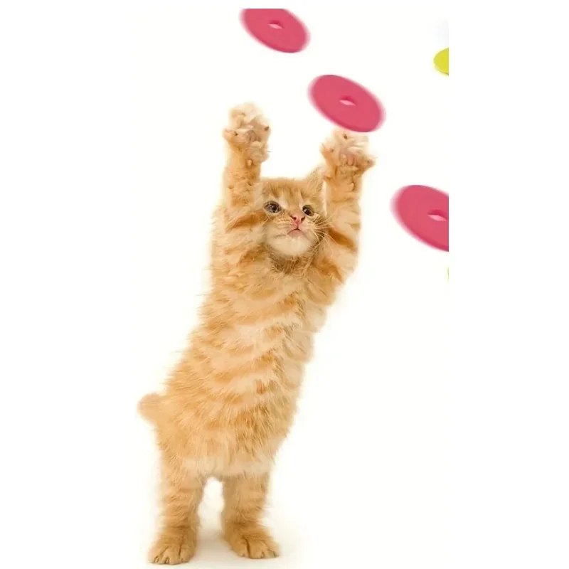 Funny Cat Toys Creative Turnip - مراجعة Frisbee Freestyle Disc وسعره