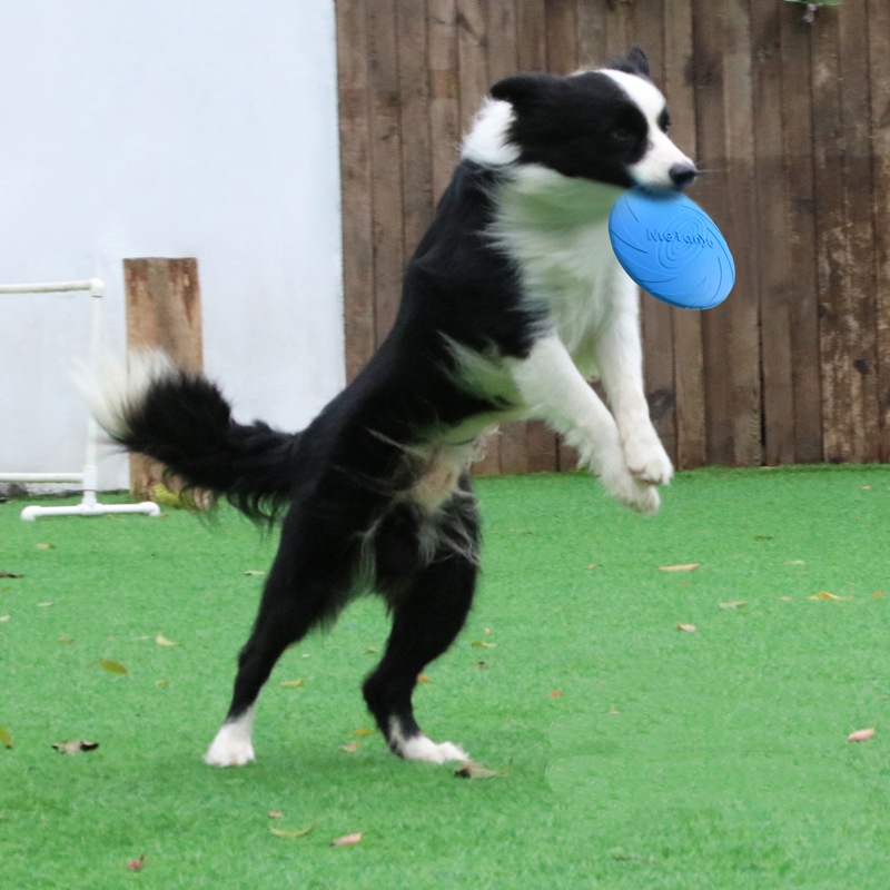 Multicolor Silicone Dog Frisbe - مراجعة Frisbee Freestyle Disc وسعره