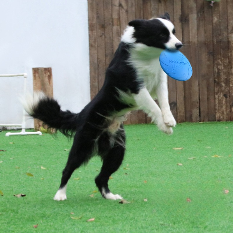 Dog Frisbee, Border Animal Pet - مراجعة Frisbee Freestyle Disc وسعره
